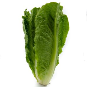 Romaine Marul (Adet)