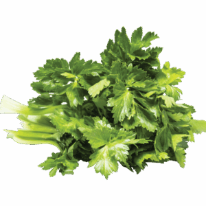 Kereviz Yaprağı (Demet)